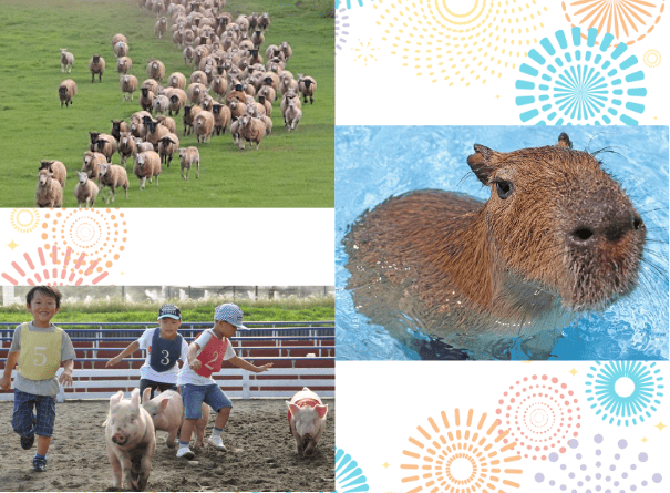 サマーナイトファーム