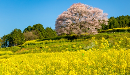 桜