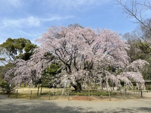 しだれ桜