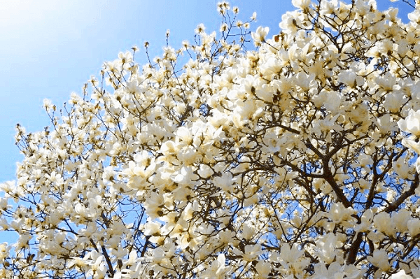 花見