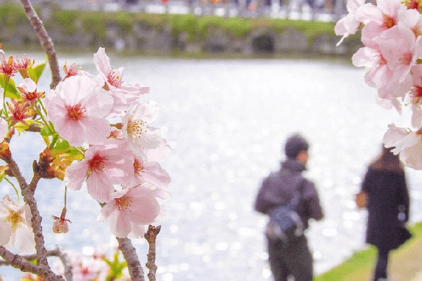 今戸神社へお散歩