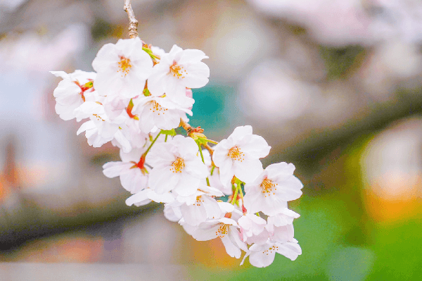 公園でデート