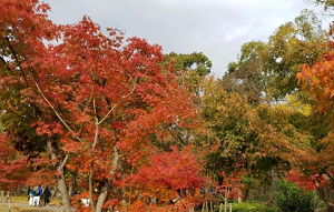 紅葉