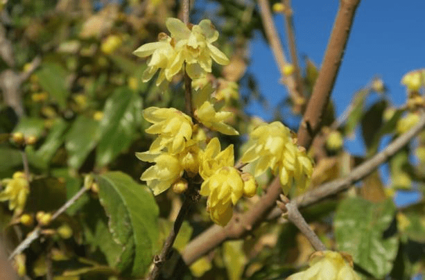 ソシンロウバイ