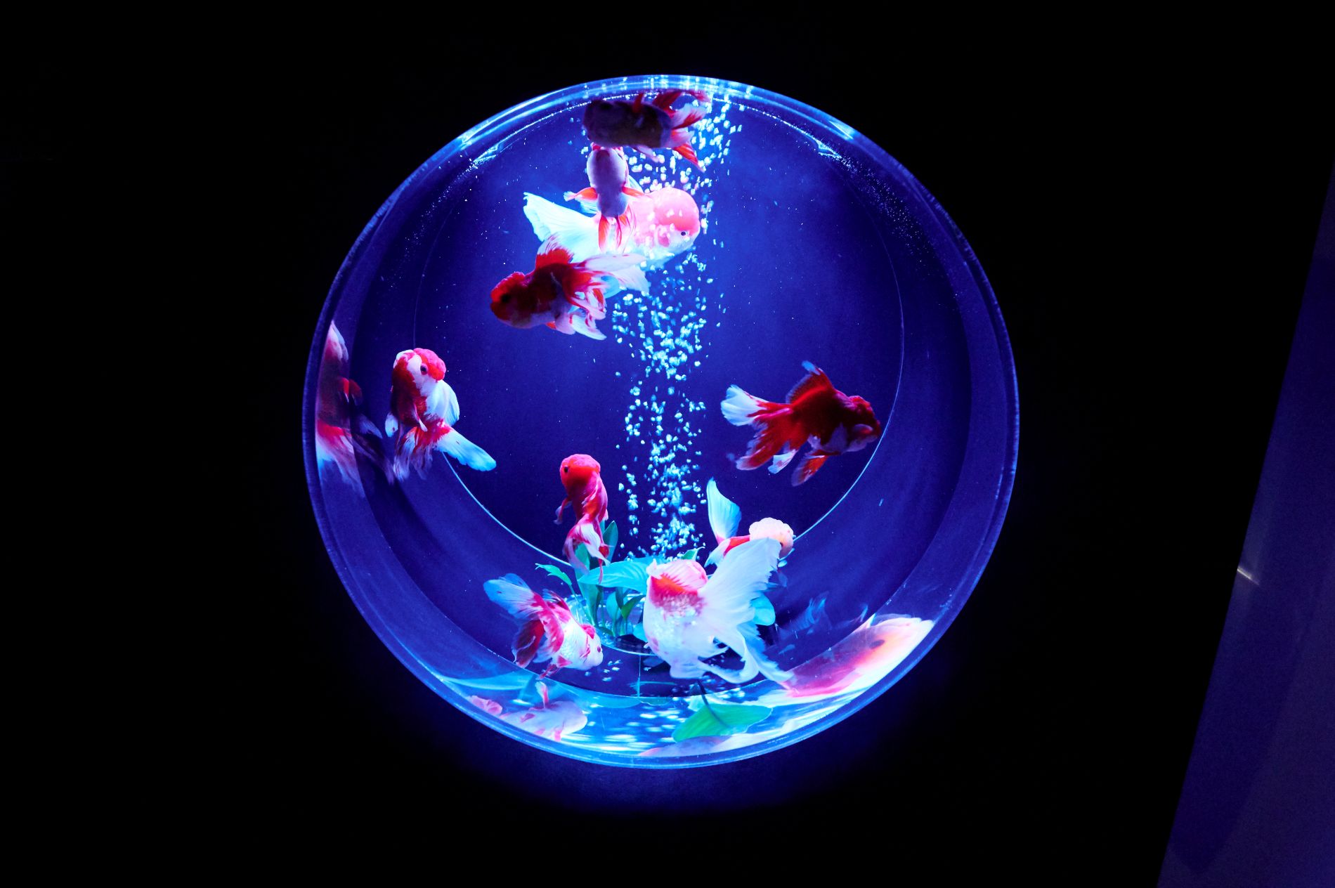 金魚