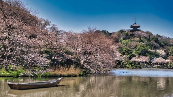 桜