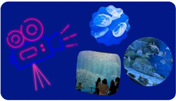 水族館の見どころ