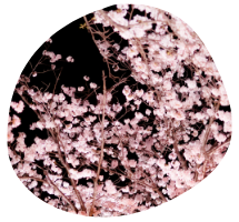 円山公園/春を感じる