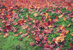 紅葉