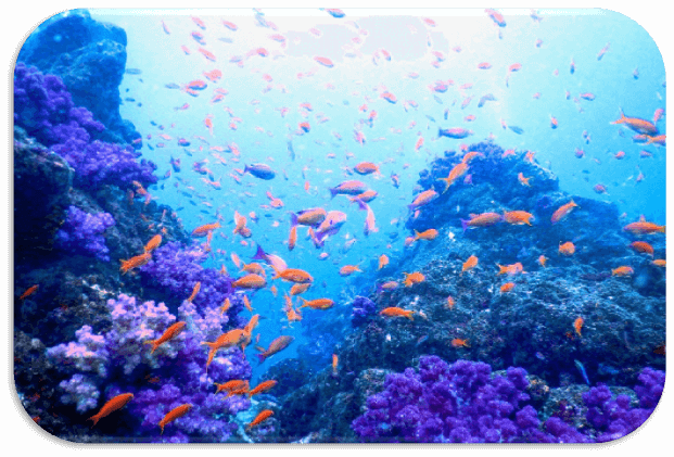 シュノーケリング