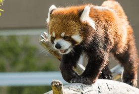 レッサーパンダ