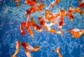 金魚