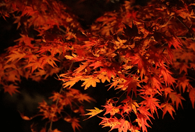 紅葉