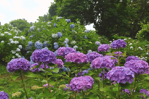 公園でデート