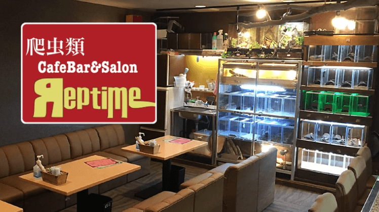 レプタイム内観