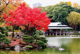 紅葉を見ながらお散歩する