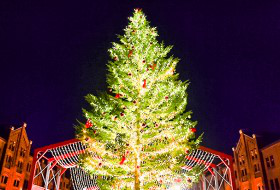 綺麗なクリスマスツリーを楽しむ