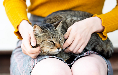 ねこんかつ