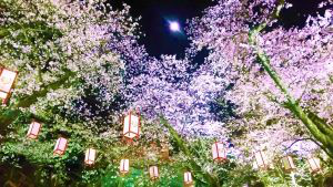 夜桜