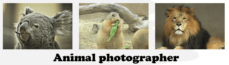 動物写真コンテスト
