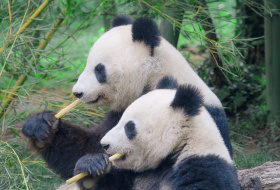 動物園でパンダが見れる