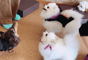 犬カフェコンの様子