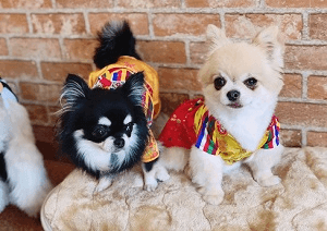 犬カフェコンの様子