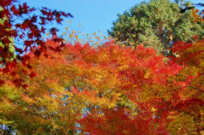 紅葉