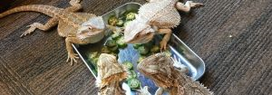 爬虫類の写真