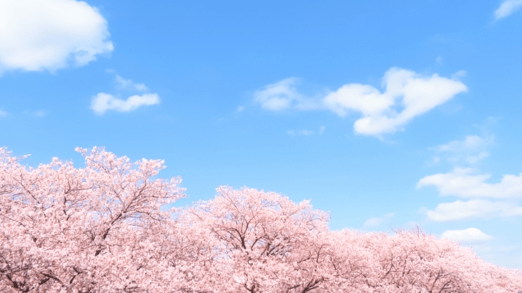 桜