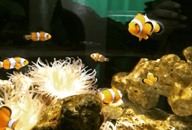 ニフレル