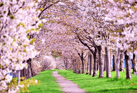 桜