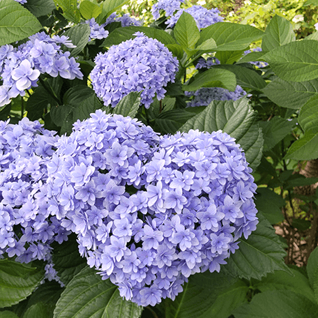 しあわせエピソード画像