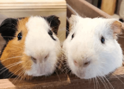 犬カフェコンの様子