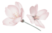 桜の花