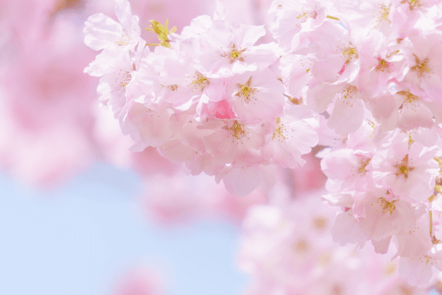 桜