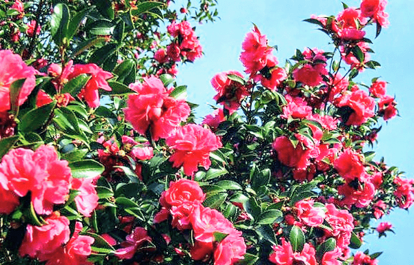 お花とカップル