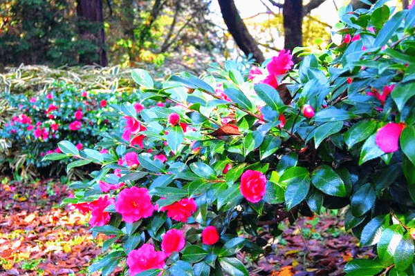 男女が出会う公園