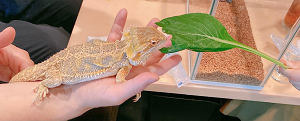 動物と触れ合える