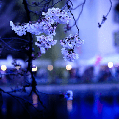 季節限定♪今年最後のお花見パーティー♡