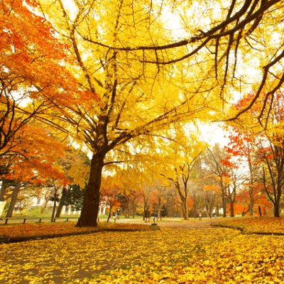 《恋する♡紅葉さんぽ》in万博記念公園~秋の恋をはじめよう編~