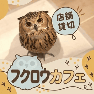 【吹上駅すぐ】＼店舗貸切／癒しの触れ合い体験
30代限定！フクロウカフェコン