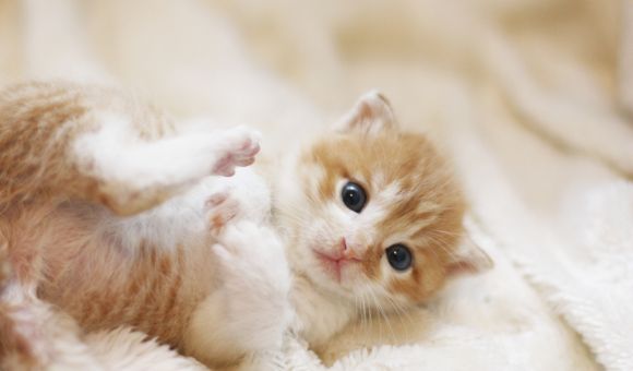 猫好き同士で出会う