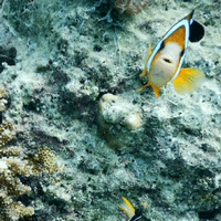 WONDER BEACH inセブ島　開催レポート