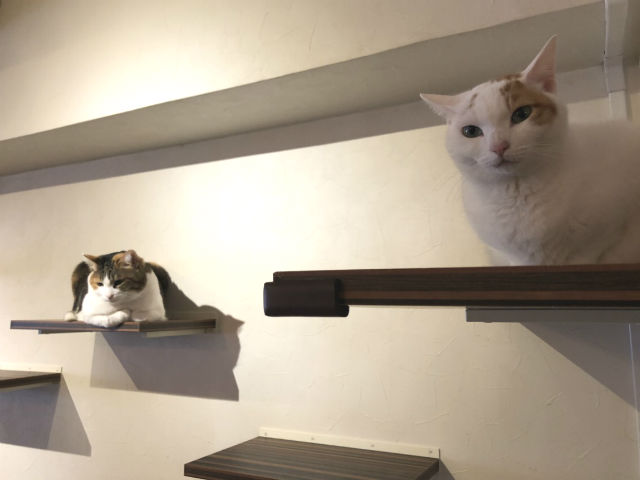 ねこんかつはどんな婚活パーティーなの？