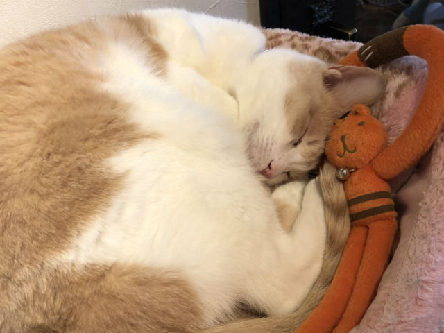 ねこんかつ❤自己紹介と写真撮影会