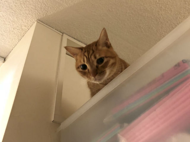 ねこんかつ❤フリートークタイム