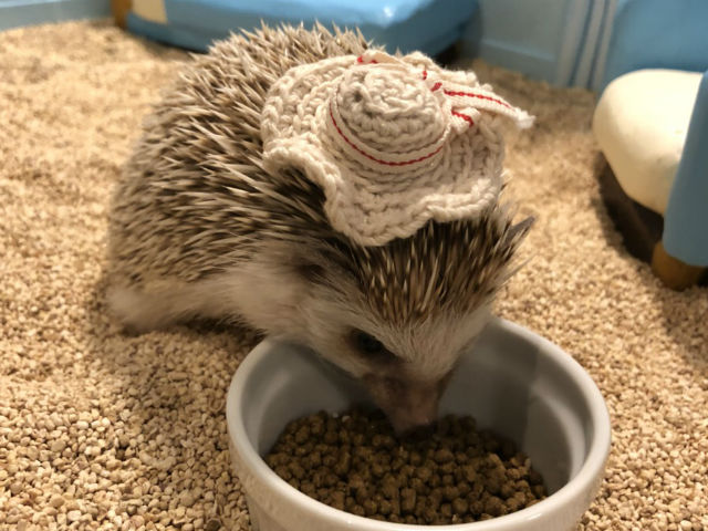 可愛いハリネズミと直接触れ合える！