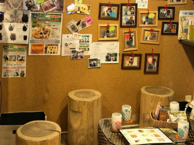 どんなふくろうカフェで婚活パーティーをする？